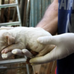 Vasta operazione di controllo di canili e gattili a livello nazionale, verificate 876 strutture di cui 26 sottoposte a sequestro con 871 cani